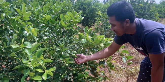 Petani-Jeruk-Nipis