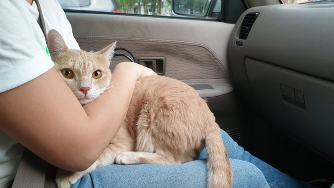 kucing mudik2