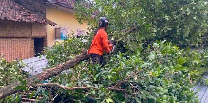 Angin-puting-beliung-Desa-Sukamakmur-Desa-Wirowongso-Kecamatan-Ajung-Jember